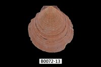 藏品(臺灣日月蛤)的圖片